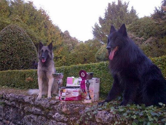 De La Carrière Du Dragon - Heidi et Héros obtiennent leur brevet d'agility